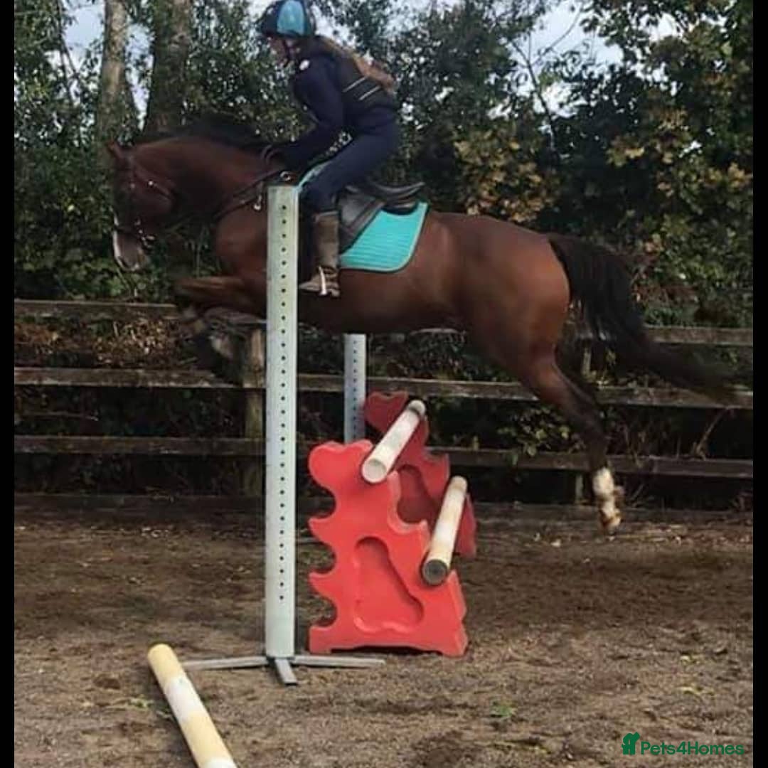 Other Breed horses for sale: 15.1 Welsh x thoroughbred  - Image 22