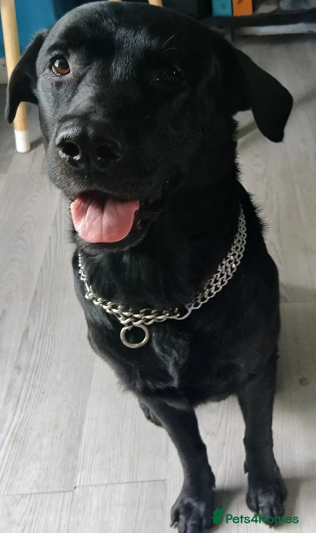 Sheprador dogs for sale: Shepherdor puppies  - Advert 4