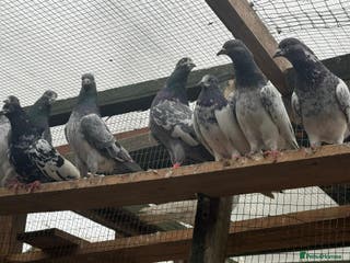 Pigeons birds Pakistani high flyers for sale - Advert 15