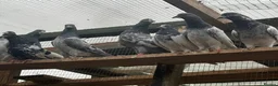Pigeons birds for sale: Pakistani high flyers for sale  - Advert 1