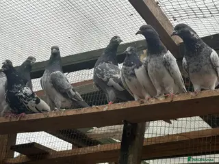 Pigeons birds Pakistani high flyers for sale - Advert 18