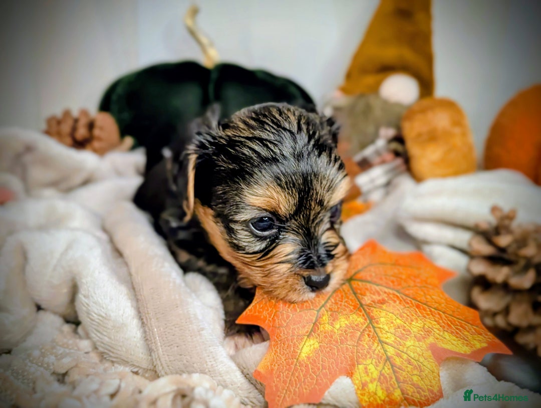 Yorkshire Terrier dogs for sale: 4 week old miniature Yorkshire terriers, 7 males  - Image 16
