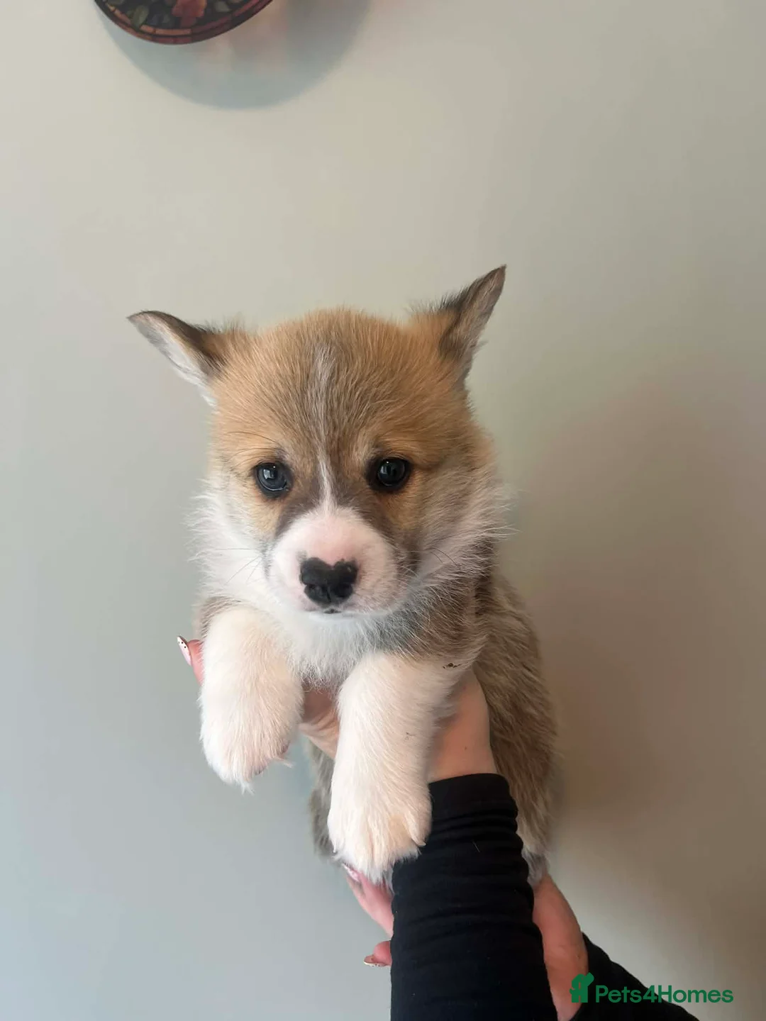 Welsh Corgi Pembroke dogs for sale: Pembroke Corgi puppies - Advert 10
