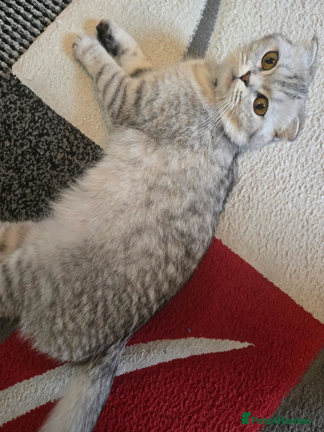 Scottish Fold cats for sale: 1 lovely Scottish Fold kitten for sale - Advert 2