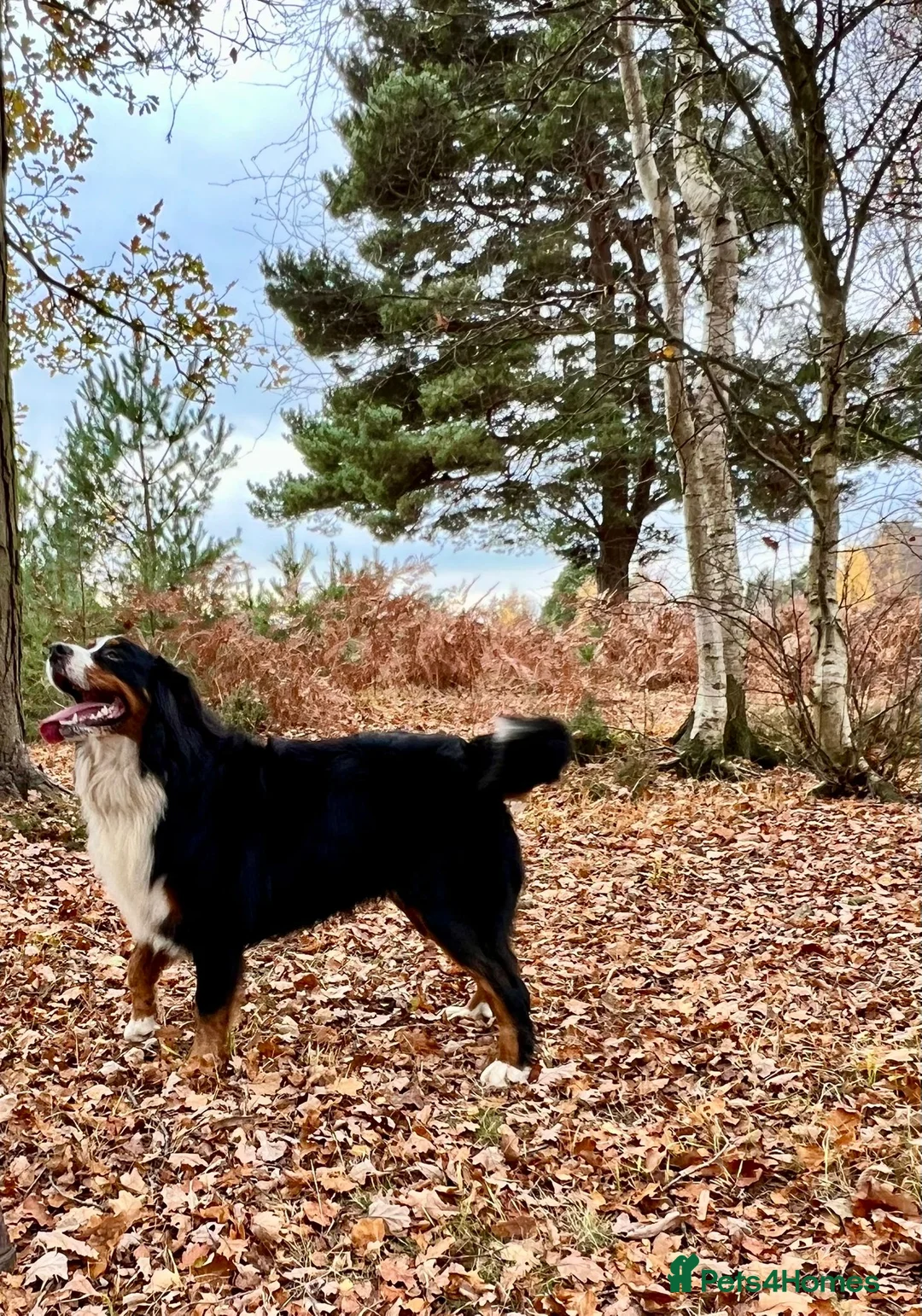 Bernese Mountain Dog dogs for stud: Bernese mountain dog (STUD) in Goole - Advert 6