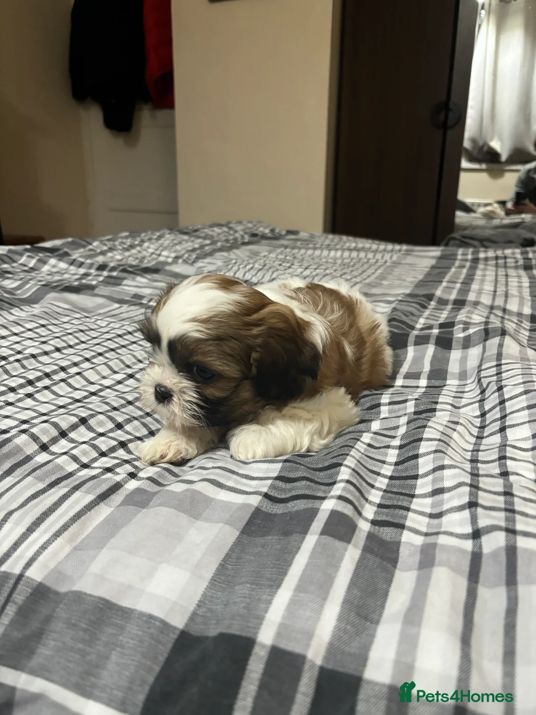 Shih Tzu dogs for sale: Shih Tzu puppies - Advert 4