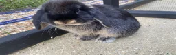Mini Lop rabbits for sale: 🤎Black otter mini lop female with cage & cover🤎  - Advert 4