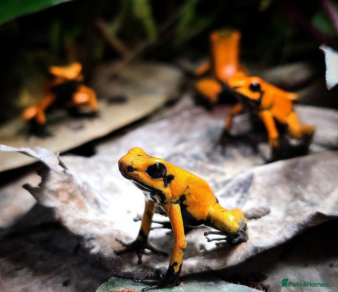 Frog reptiles for sale: Group of 10 grown on Phyllobates Terribilis - Image 2