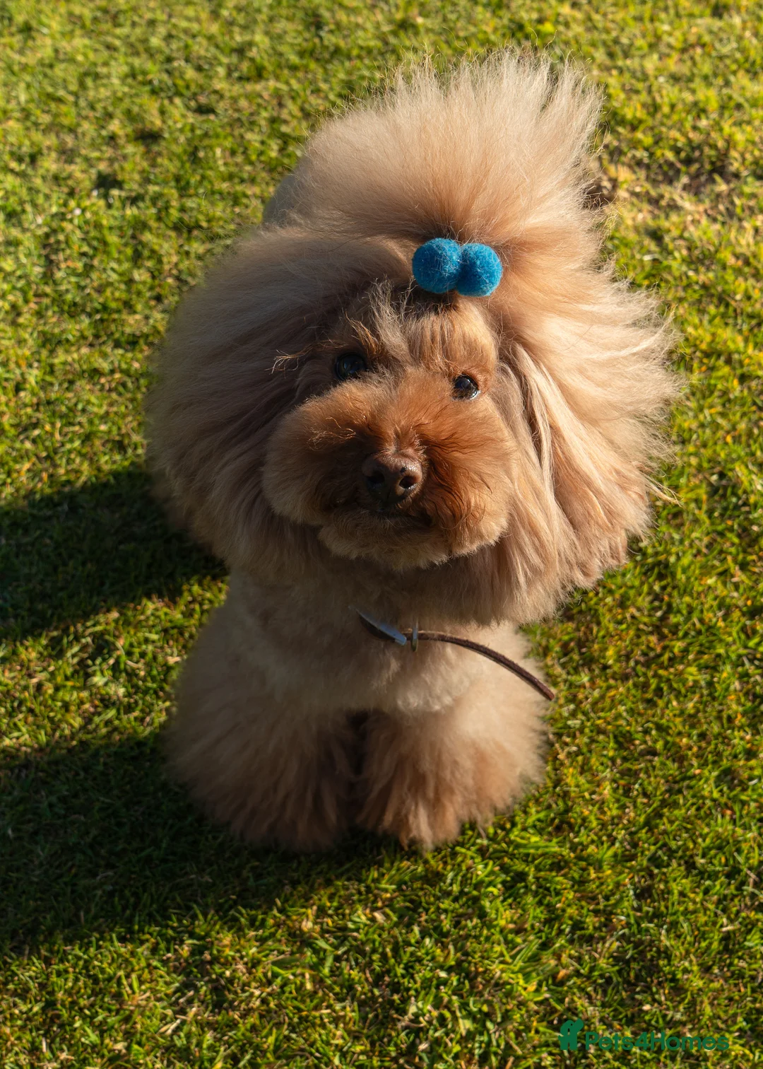 Toy Poodle dogs for stud: Stud Dog Available – Rufus "Magic Bashful Prince"  - Advert 2
