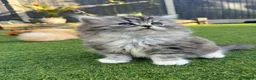 British Longhair cats for sale: 2 girls 1 boy British longhair mix - Advert 5