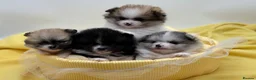 Pomeranian dogs for sale: Beautiful Pomeranian Girls – Merle & Parti Colour  - Advert 1