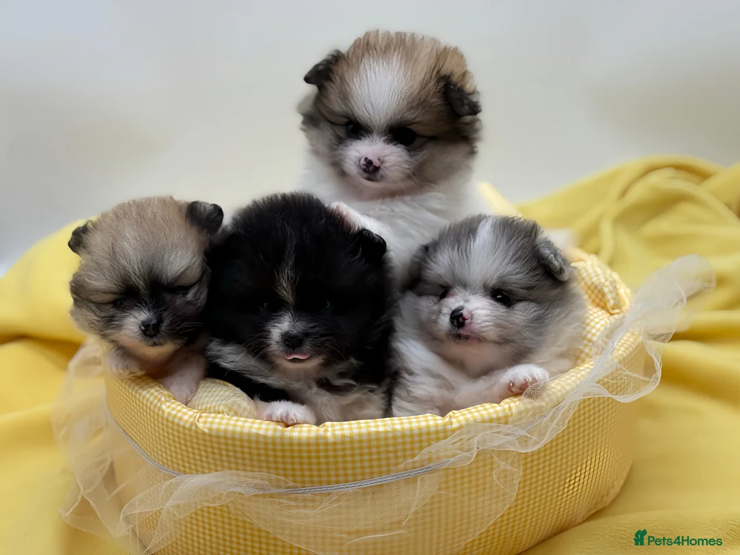 Pomeranian dogs for sale: Beautiful Pomeranian Girls – Merle & Parti Colour  - Advert 1