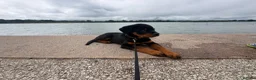 Rottweiler dogs for sale: 12 week male Rottweiler puppy - Advert 3