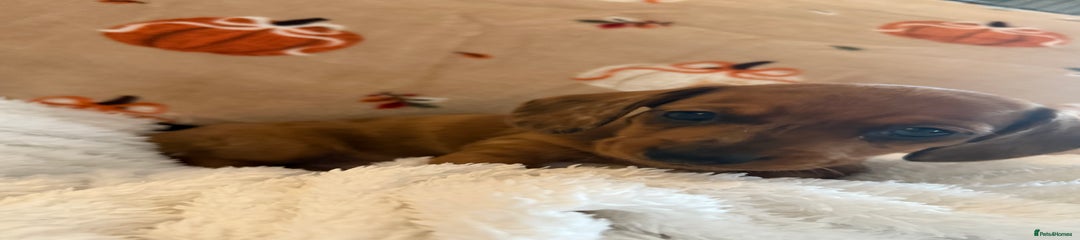 Miniature Dachshund Puppy 1