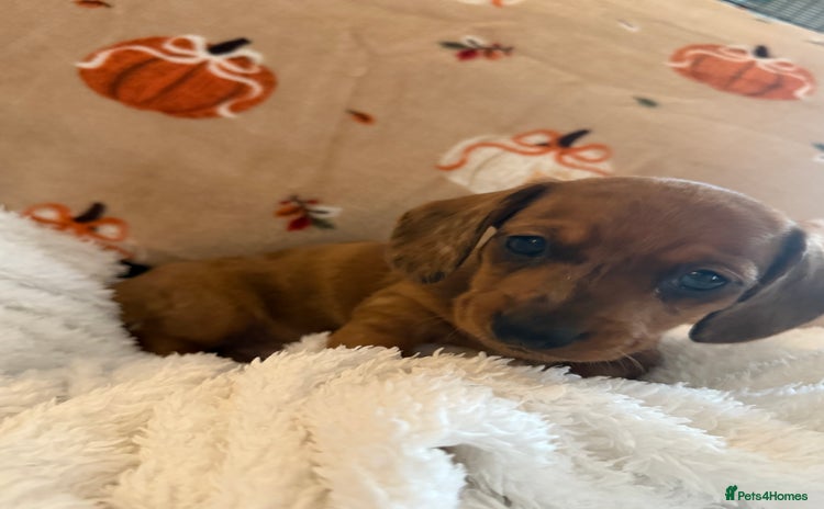 Miniature Dachshund dogs - Advert 2