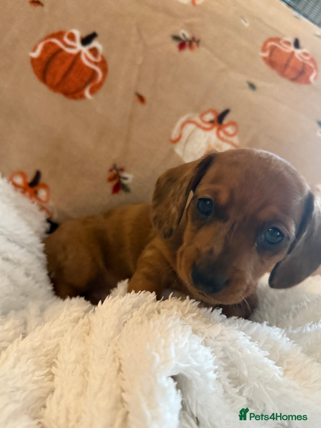 Miniature Dachshund dogs for sale: Top quality Miniature dachshund puppies. - Image 1