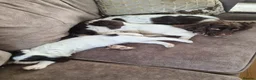 English Springer Spaniel dogs for sale: Working English Springer Spaniel - Advert 5