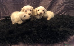 Miniature Dachshund dogs for sale: English Cream miniature dachshund  - Advert 8