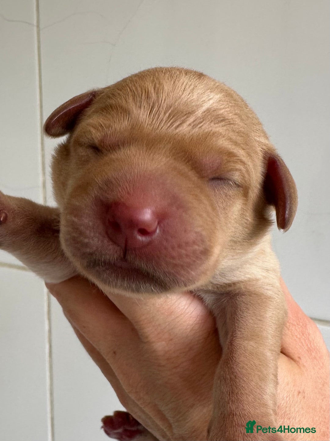 Labrador Retriever dogs for sale: Labrador puppies from health tested parents  - Image 9