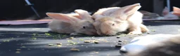 Continental Giant rabbits for sale: Continental Giants  - Advert 9