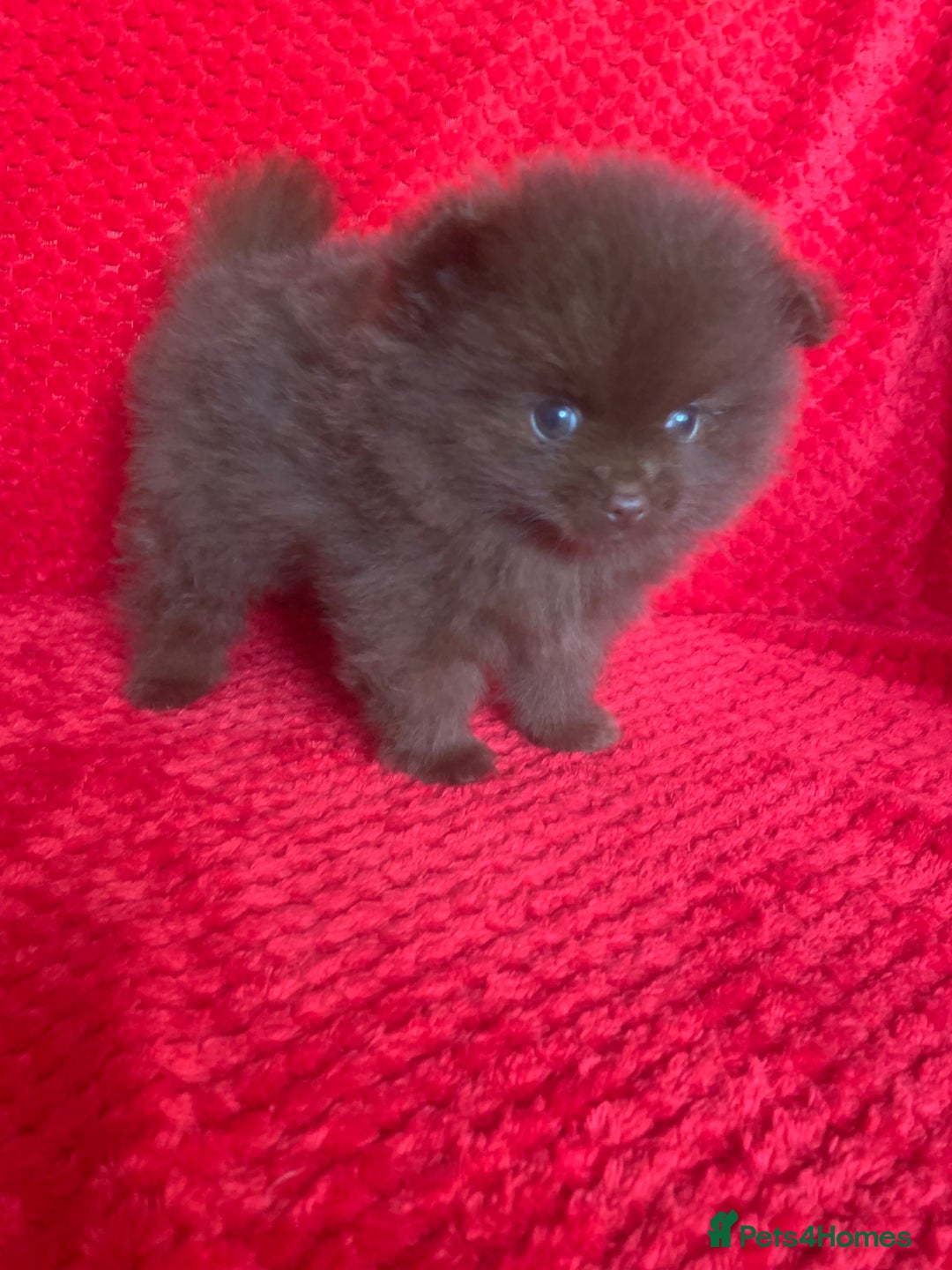 Pomeranian dogs for sale: 3 CHOCOLATE BROWN BEAR POMERANIAN PUPPY’S - Image 14