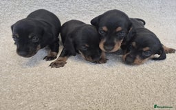 Dachshund dogs for sale: BEAUTIFUL MINI DACSHUNDS - Image 19