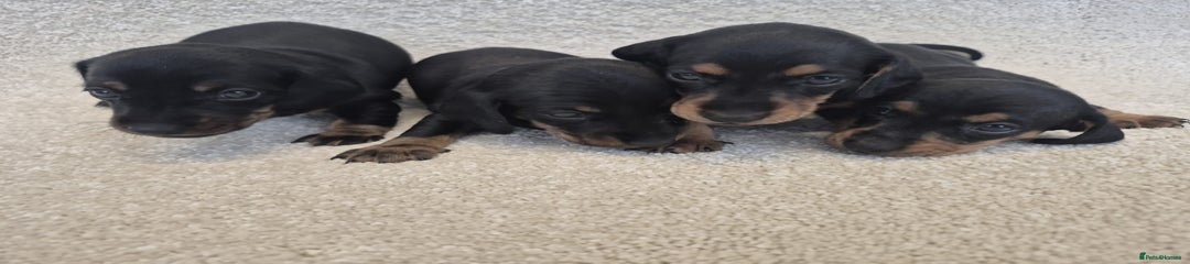 Dachshund Puppy 6