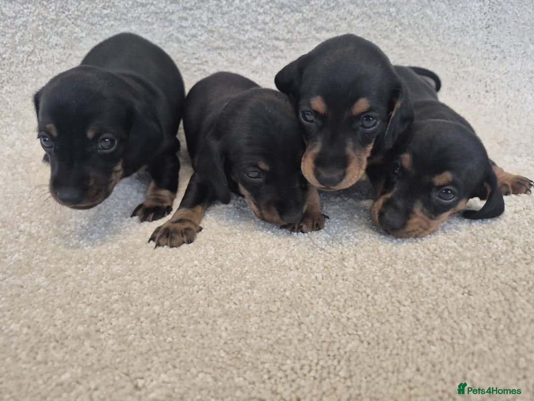 Dachshund dogs for sale: BEAUTIFUL MINI DACSHUNDS - Image 19