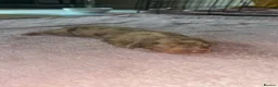 Miniature Dachshund dogs for sale: KC Miniture daschund short haired puppies - Advert 17