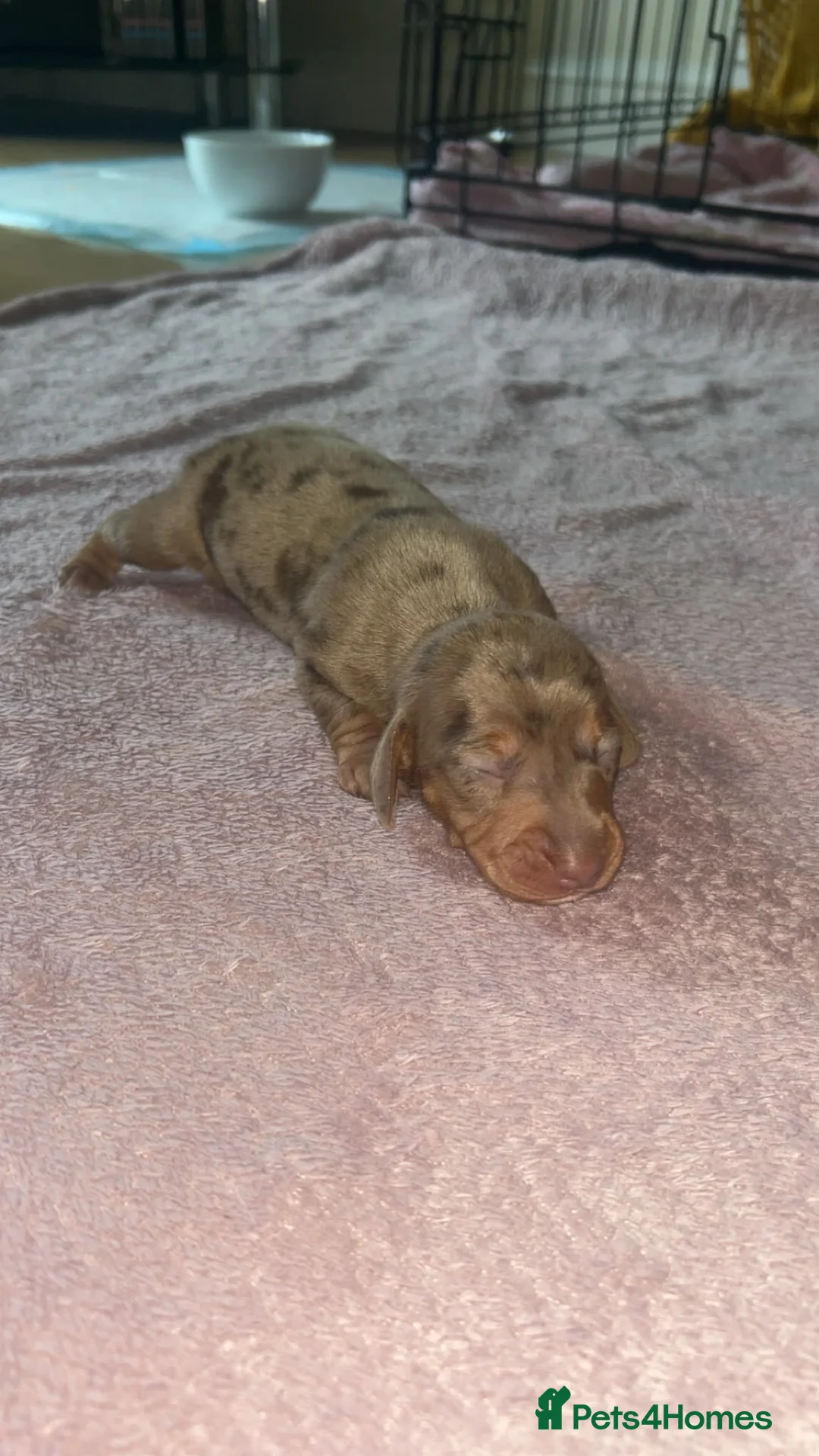 Miniature Dachshund dogs for sale: KC Miniture daschund short haired puppies - Advert 17