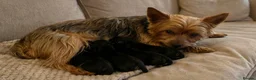 Yorkshire Terrier dogs for sale: Gorgeous Yorkshire terrier puppies - Advert 5