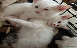 Ragdoll cats for sale: Maine Coon Mum & 2Kittens Looking for aLoving Home - Image 5