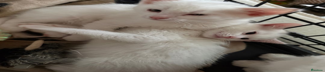 Ragdoll Kitten 2