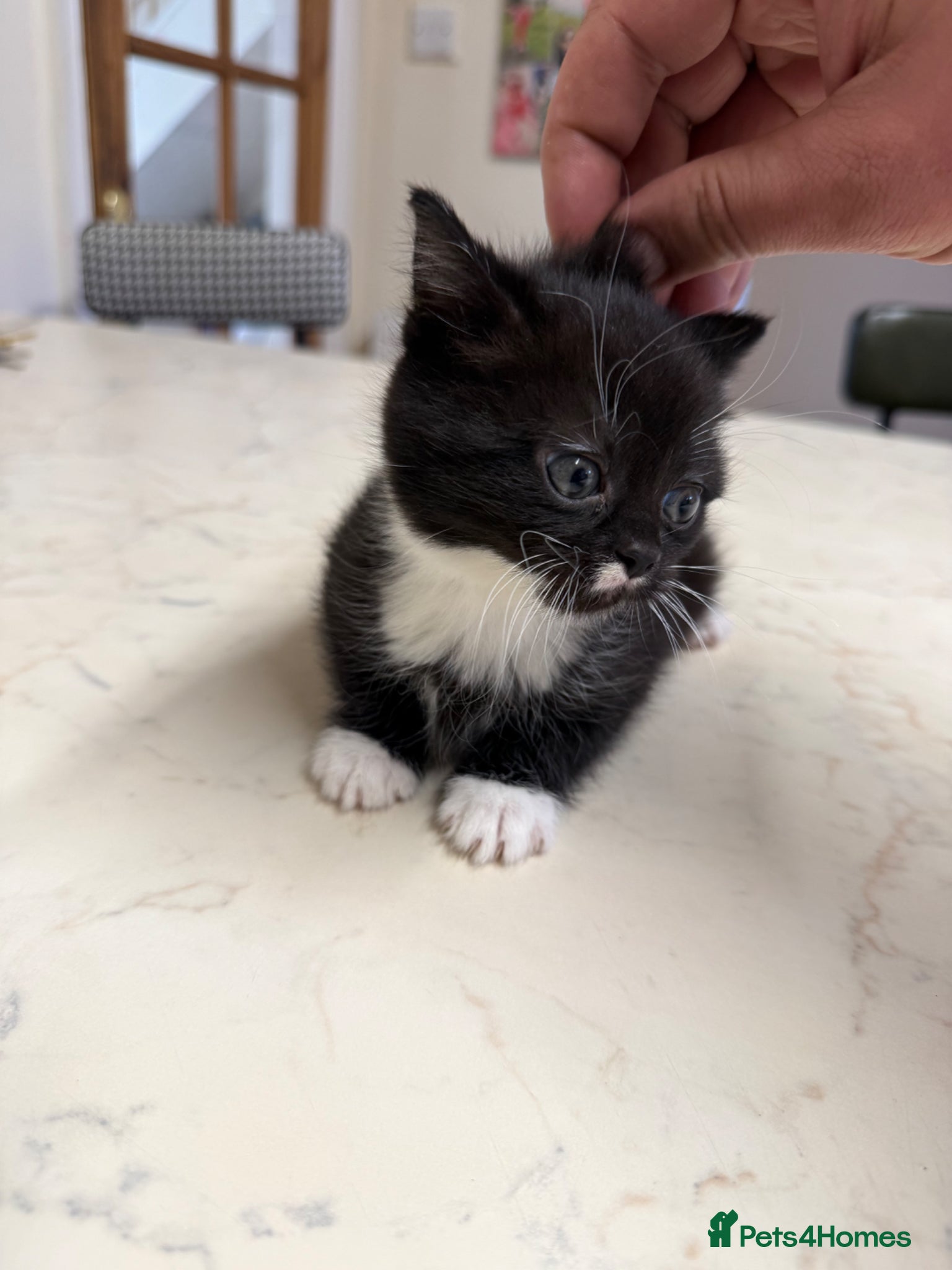 Mixed Breed cats Kittens for sale - Advert 2