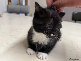 Mixed Breed cats Kittens for sale - Advert 18