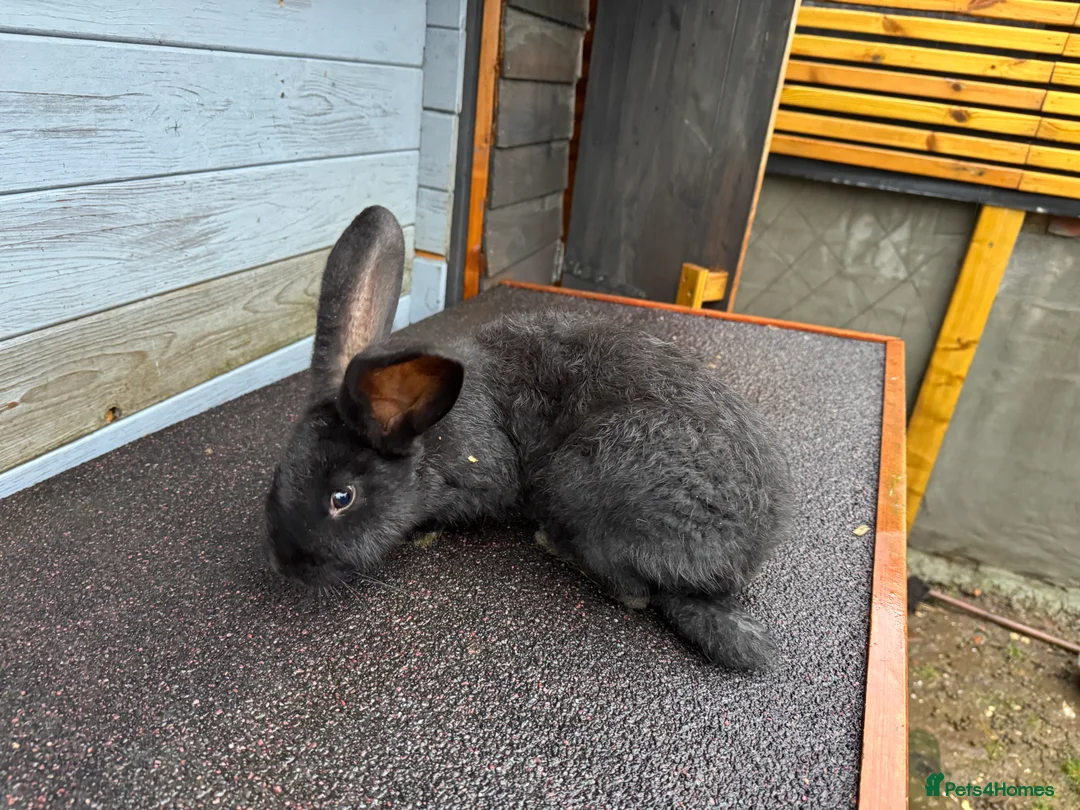 Continental Giant rabbits for sale: Black Buck Giant  - Advert 2