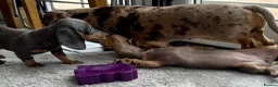 Miniature Dachshund dogs for sale: Miniature Dutch hound puppies - Advert 15