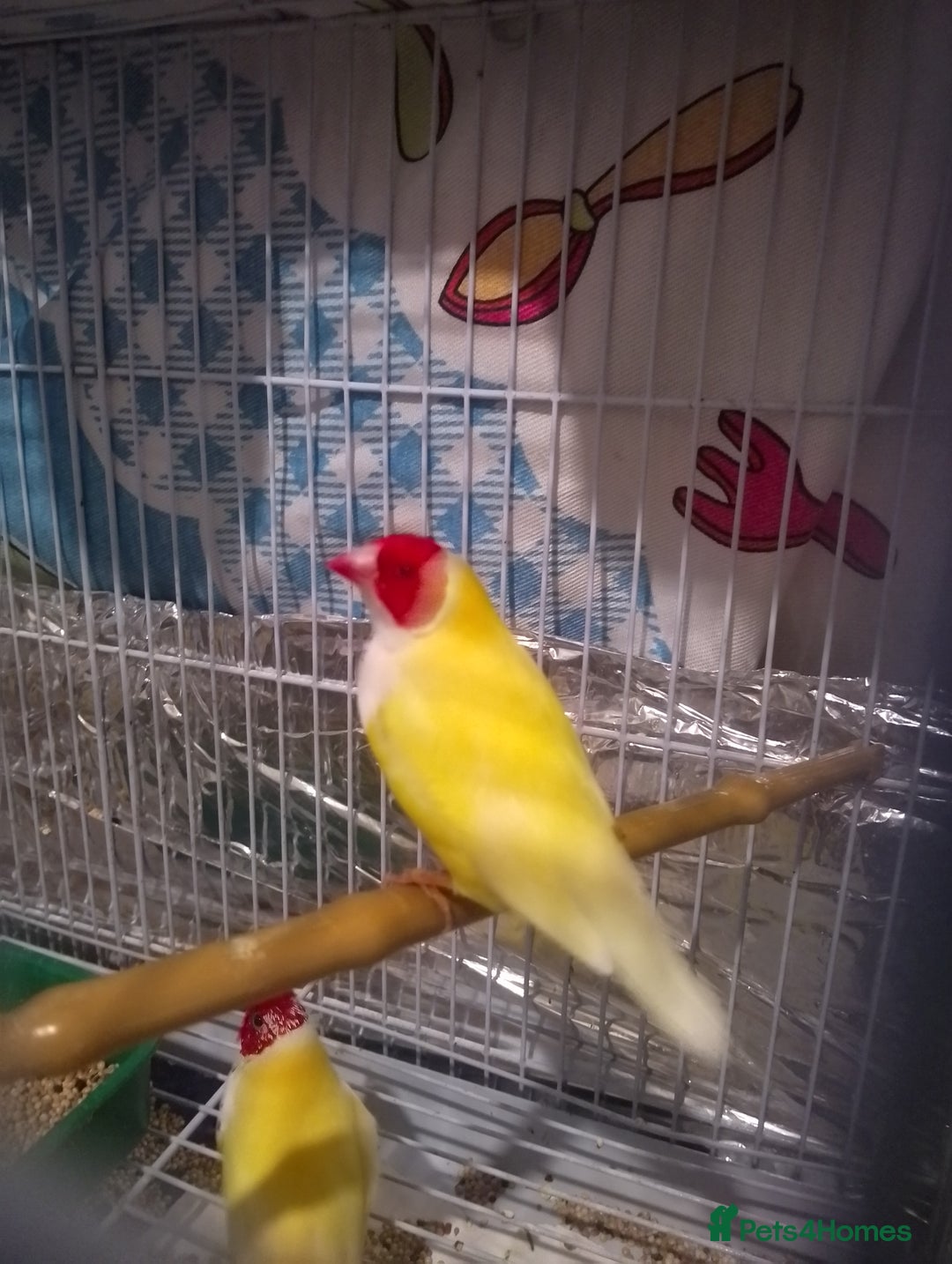Finches birds for sale: Gouldian finches for sale  - Image 9