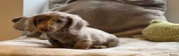 Miniature Dachshund dogs for sale: Long haired dachshund puppie - Advert 8