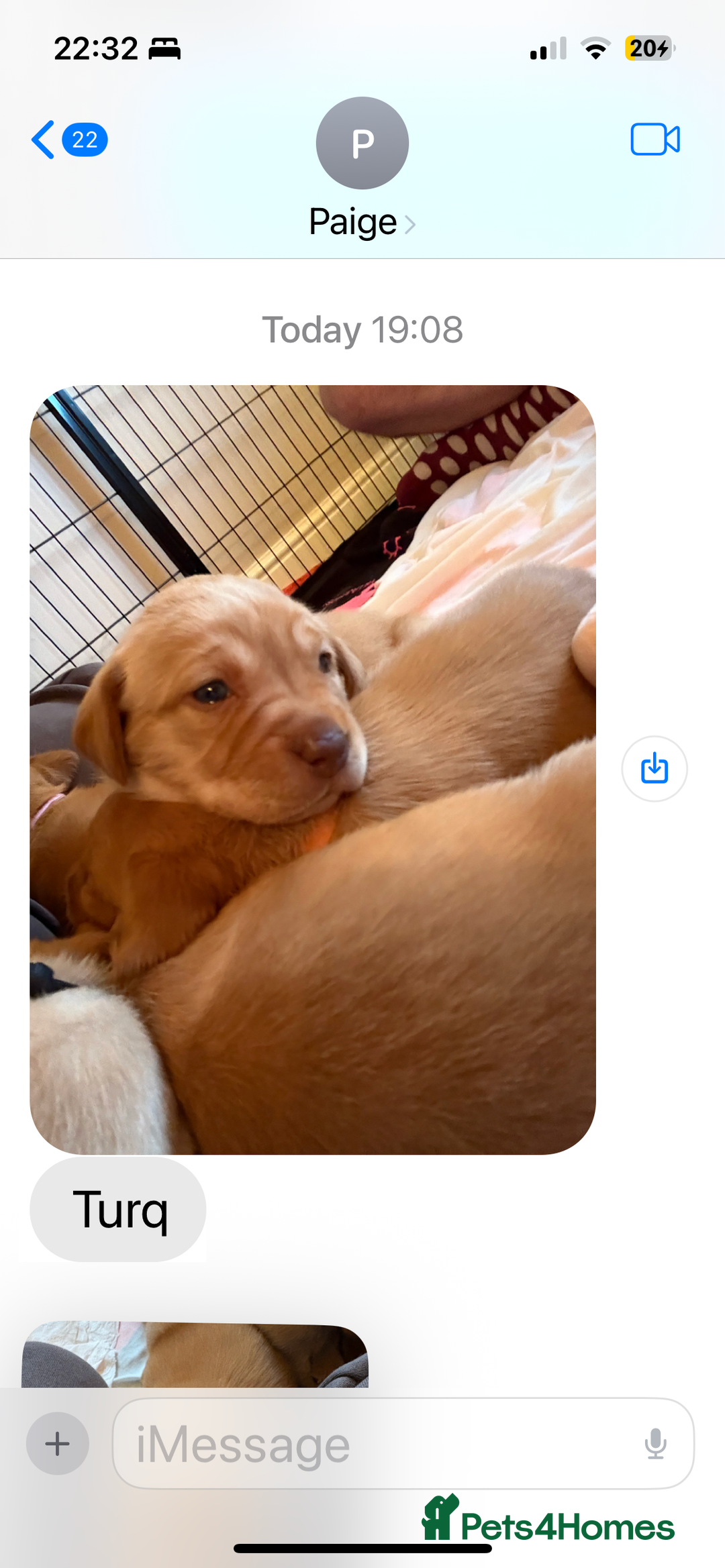 Labrador Retriever dogs for sale: Fox Red / yellow Labrador puppies for sale - Image 20