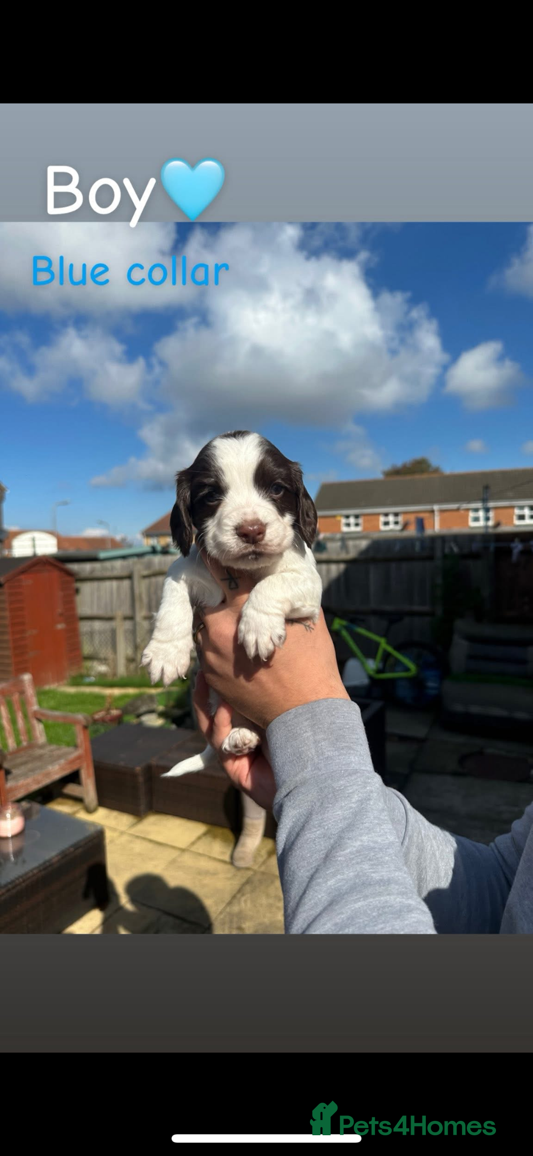 Cocker Spaniel dogs for sale: Cocker Spaniel Puppies ready 22nd October  - Image 6
