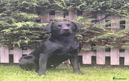 Labrador Retriever dogs for stud: Stunning labrador up for stud!! - Image 3