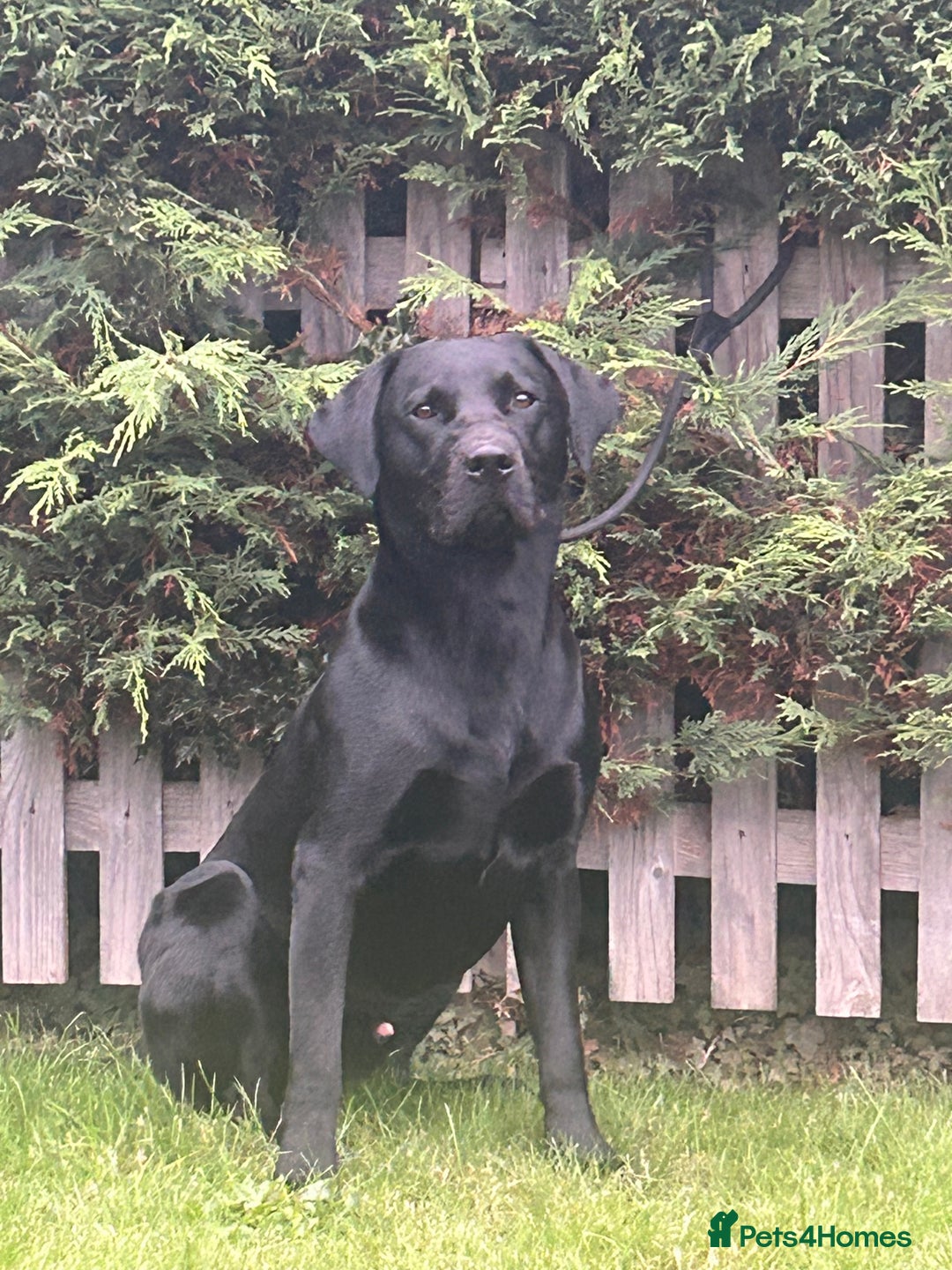 Labrador Retriever dogs for stud: Stunning labrador up for stud!! - Image 3