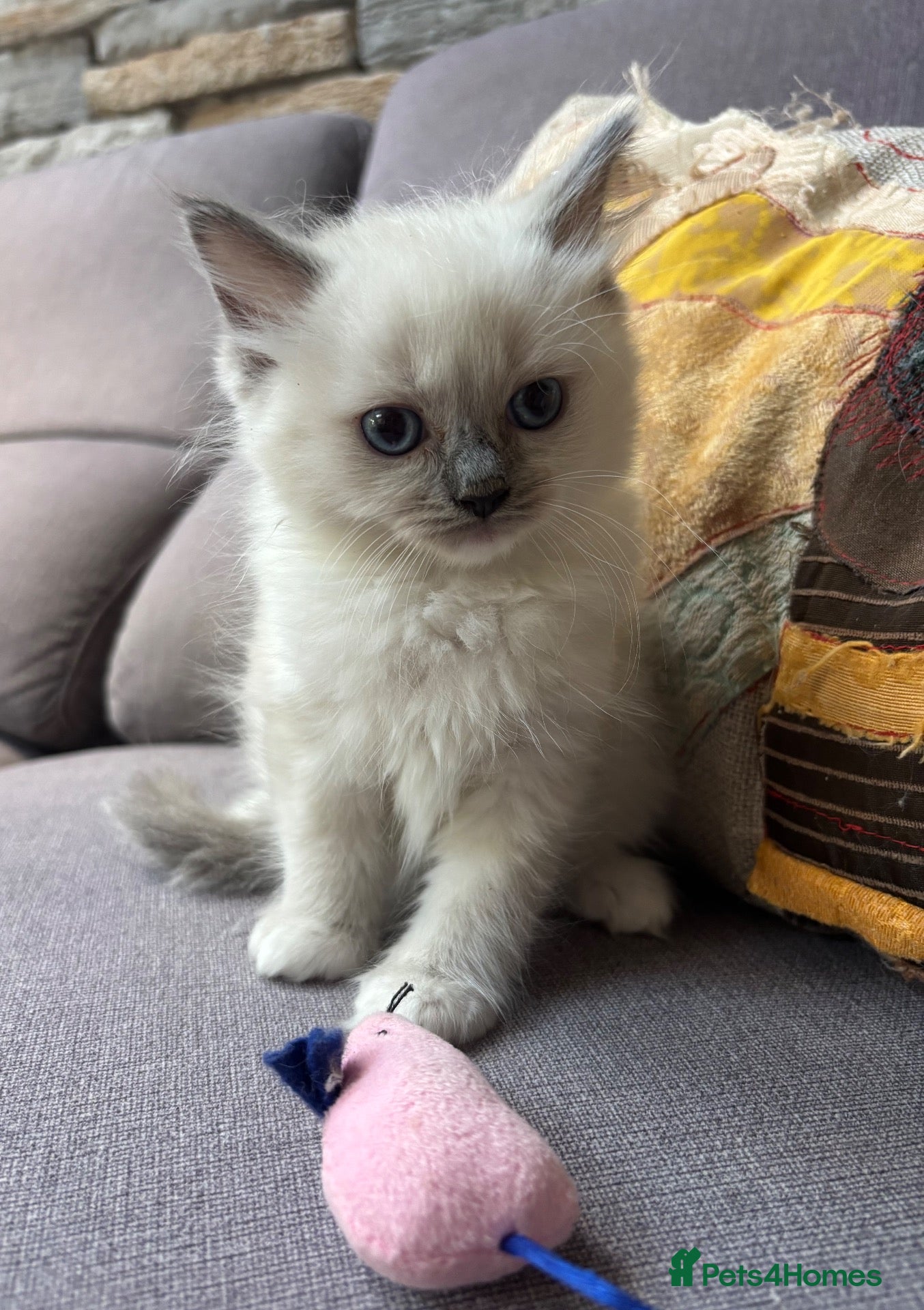 Ragdoll cats Gorgeous Pure Ragdoll Kittens-Ready - Advert 10