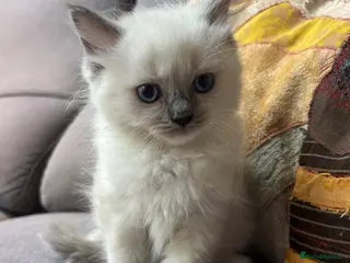 Ragdoll cats Gorgeous Pure Ragdoll Kittens-Ready - Advert 1