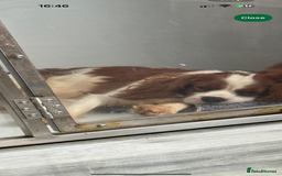 Cavalier King Charles Spaniel dogs for sale: Kc dna clear cavalier puppies available  - Image 6