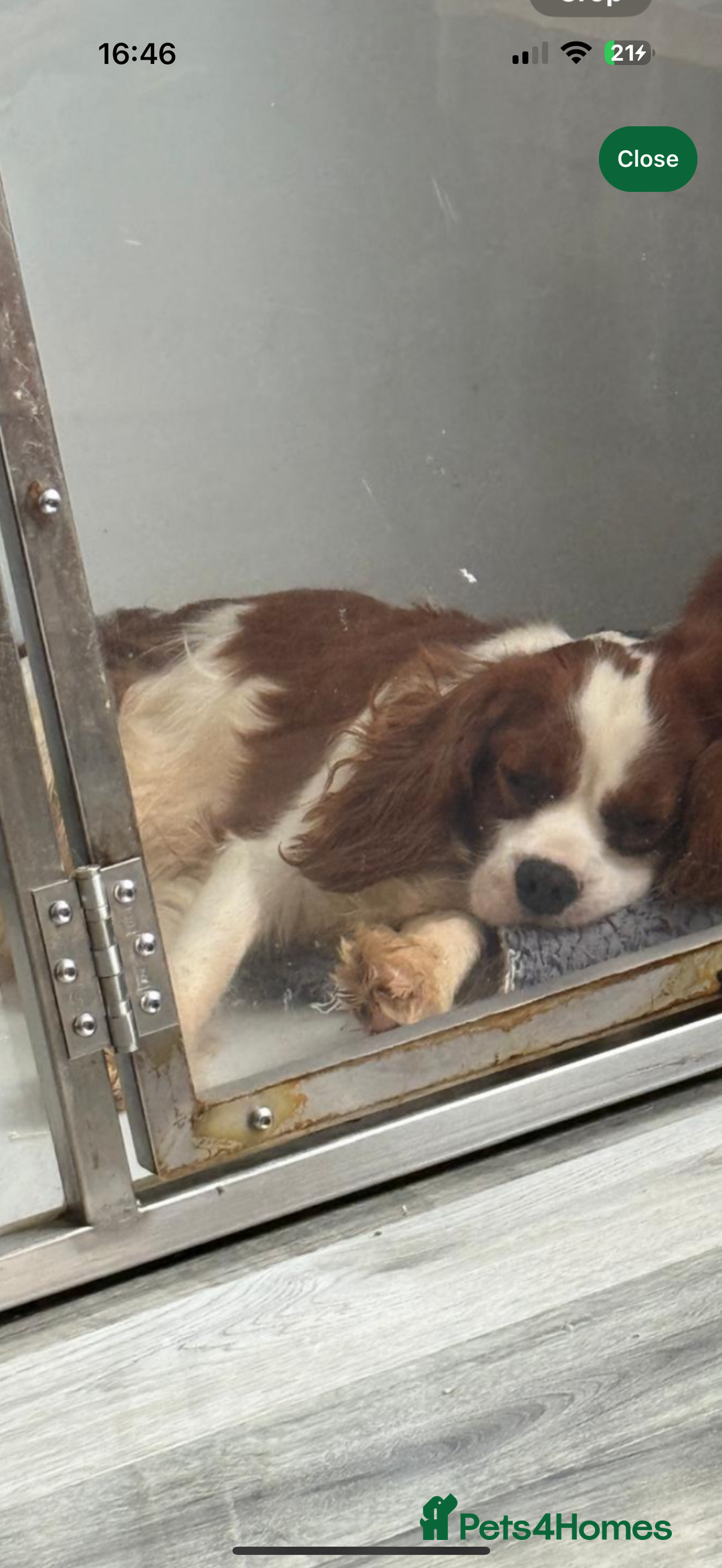 Cavalier King Charles Spaniel dogs for sale: Kc dna clear cavalier puppies available  - Image 6