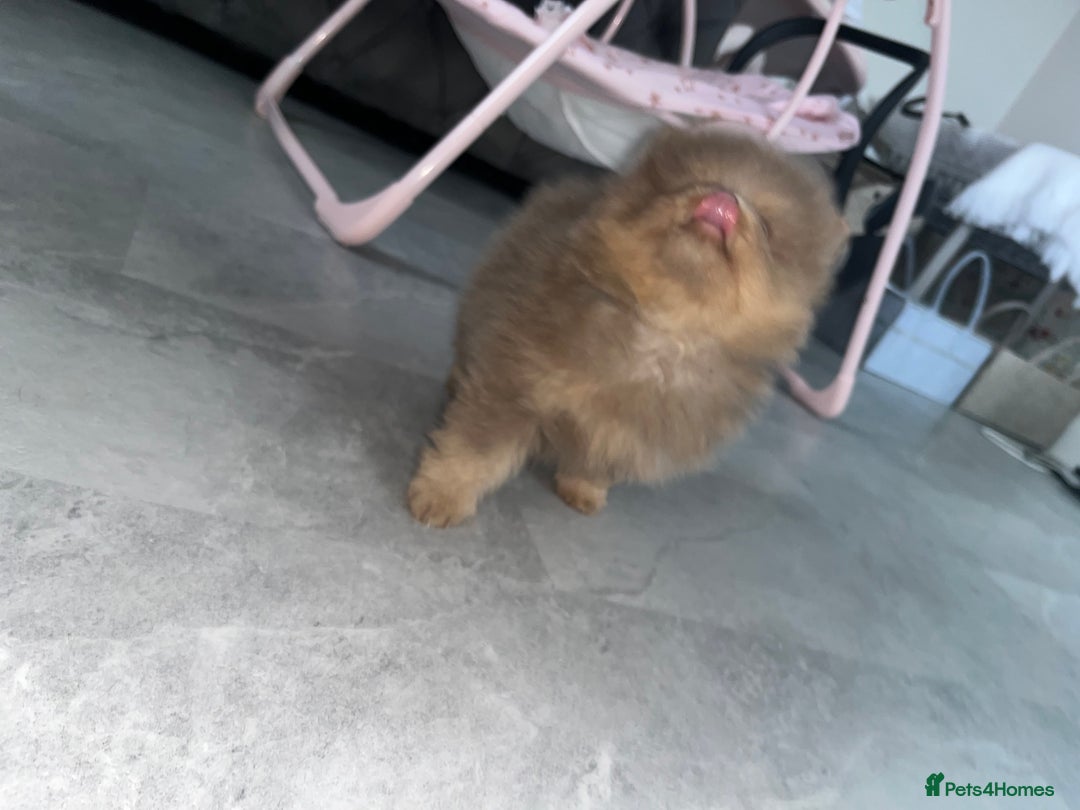 Pomeranian dogs for sale: READY TO LEAVE KC TOY MINI POMERANIAN’S 🦁 - Advert 2