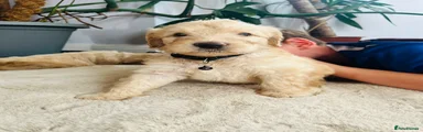 Teddy