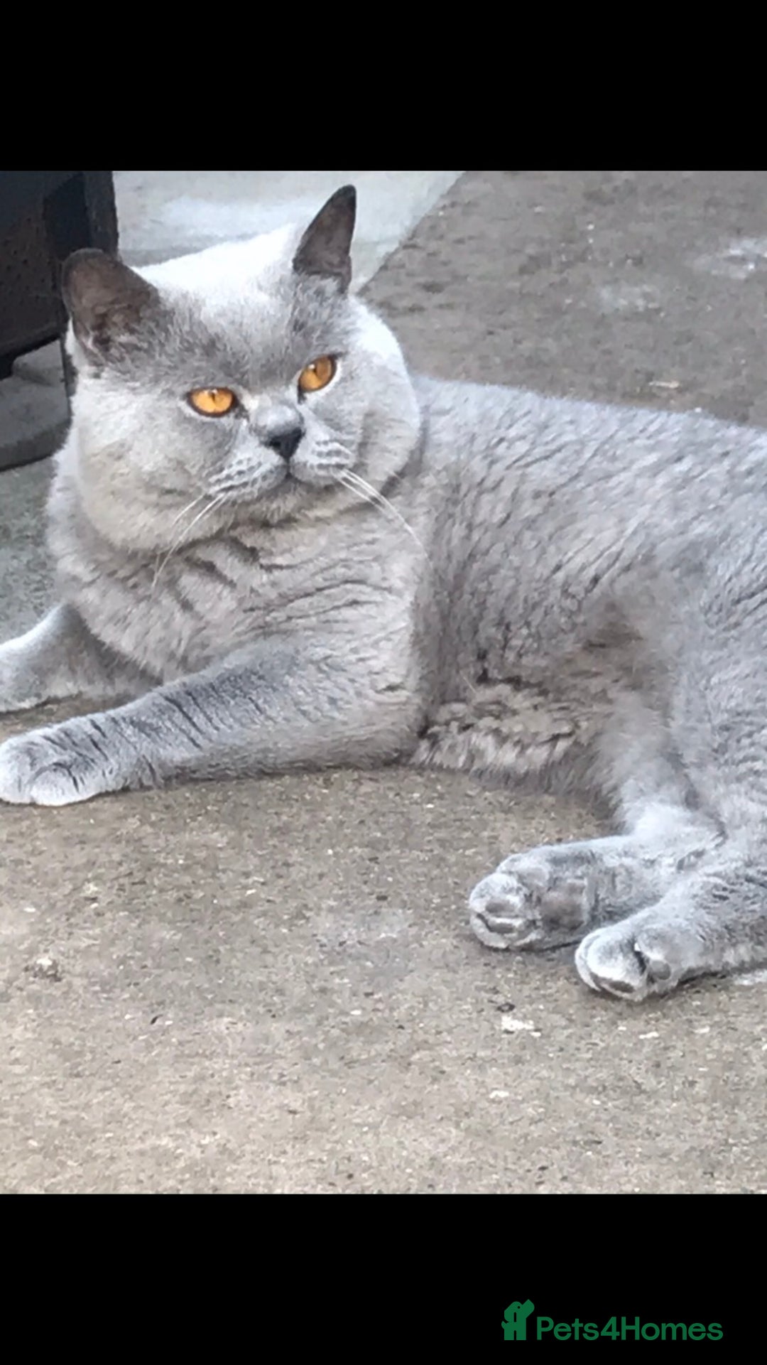 British Shorthair cats for stud: GCCF & TICA BLUE STUD in Derby - Advert 7